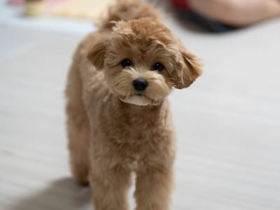 puppy training